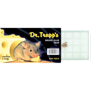 ΠΟΝΤΙΚΟΠΑΓΙΔΑ ΜΙΚΡΗ (1Χ36)